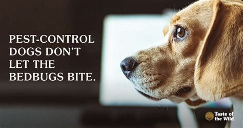 Pest control dogs. Things To Know About Pest control dogs. 